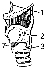 Zeichnung vom Kehlkopf